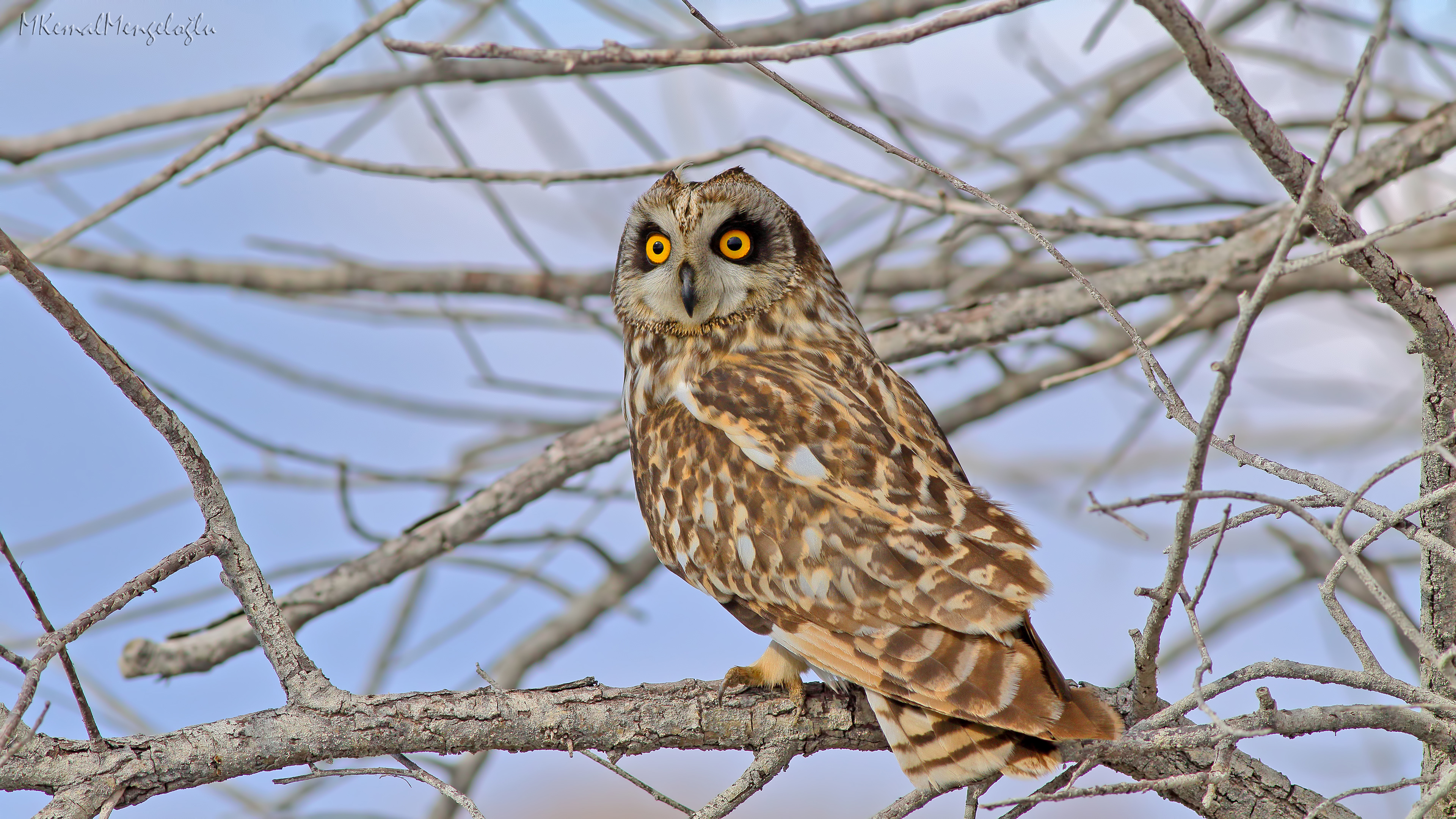 Short-eared Owl